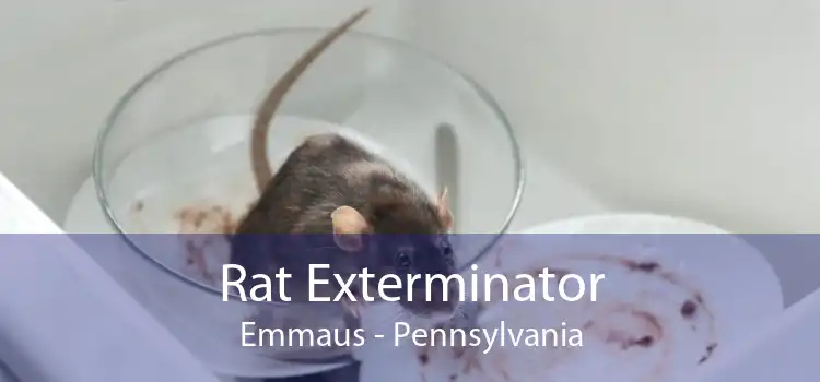 Rat Exterminator Emmaus - Pennsylvania