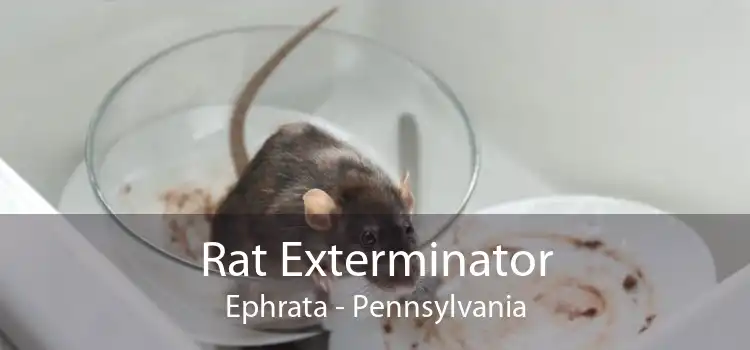Rat Exterminator Ephrata - Pennsylvania