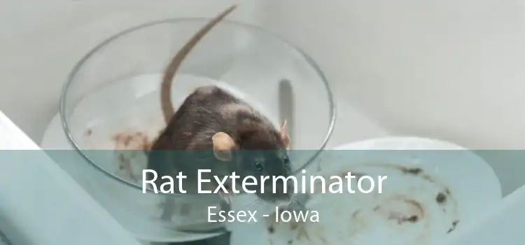 Rat Exterminator Essex - Iowa