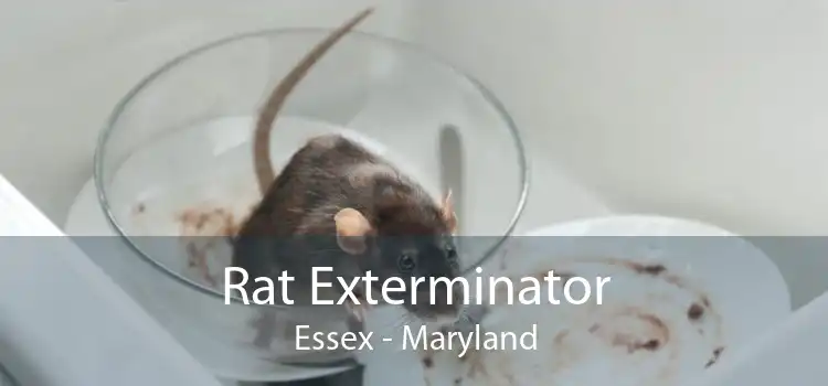 Rat Exterminator Essex - Maryland