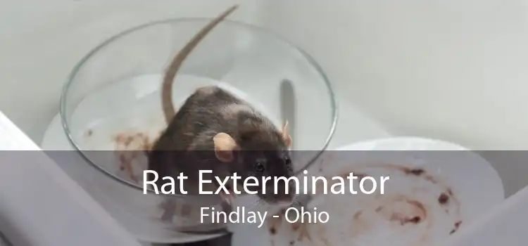 Rat Exterminator Findlay - Ohio