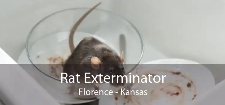 Rat Exterminator Florence - Kansas