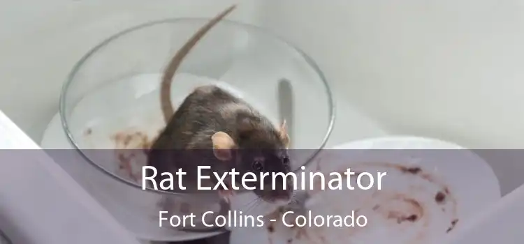 Rat Exterminator Fort Collins - Colorado