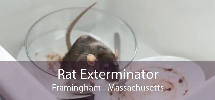 Rat Exterminator Framingham - Massachusetts