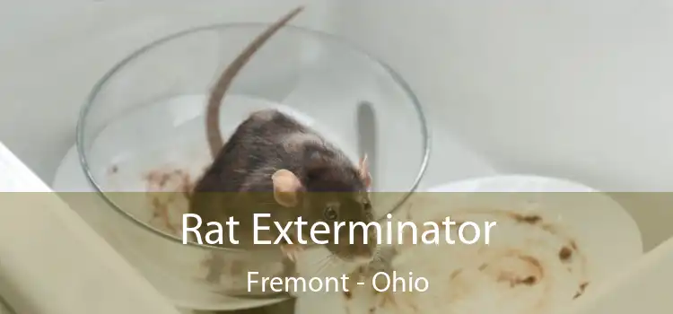 Rat Exterminator Fremont - Ohio