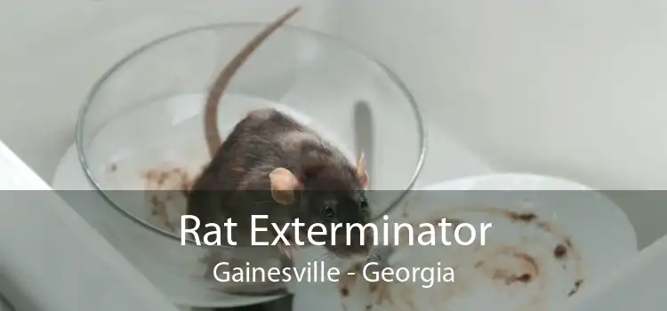 Rat Exterminator Gainesville - Georgia