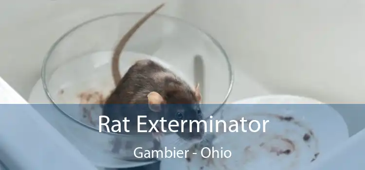 Rat Exterminator Gambier - Ohio