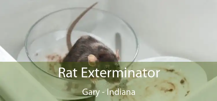 Rat Exterminator Gary - Indiana