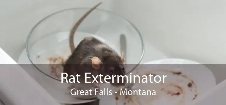 Rat Exterminator Great Falls - Montana