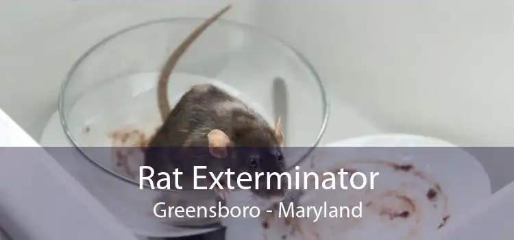 Rat Exterminator Greensboro - Maryland