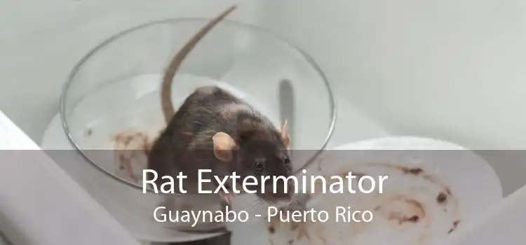 Rat Exterminator Guaynabo - Puerto Rico