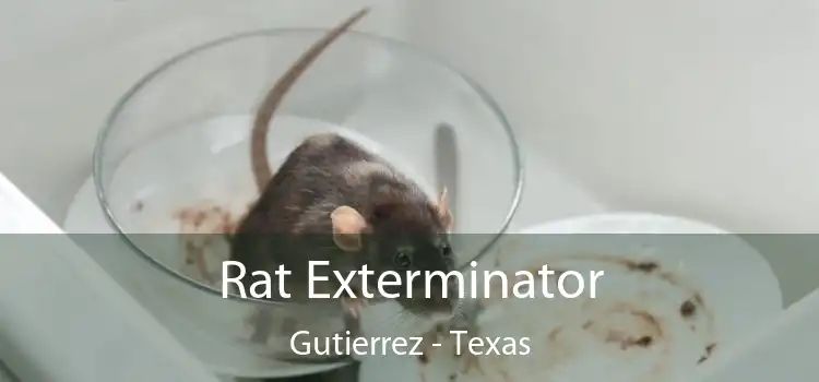 Rat Exterminator Gutierrez - Texas