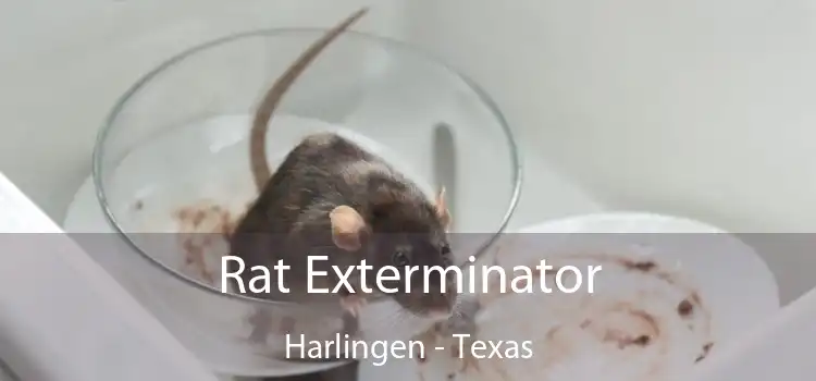 Rat Exterminator Harlingen - Texas