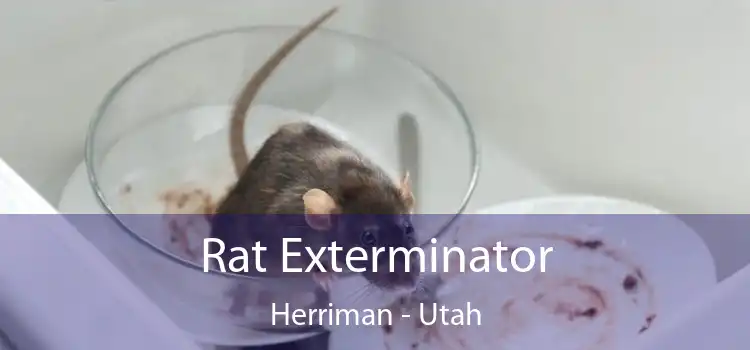 Rat Exterminator Herriman - Utah