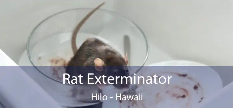 Rat Exterminator Hilo - Hawaii