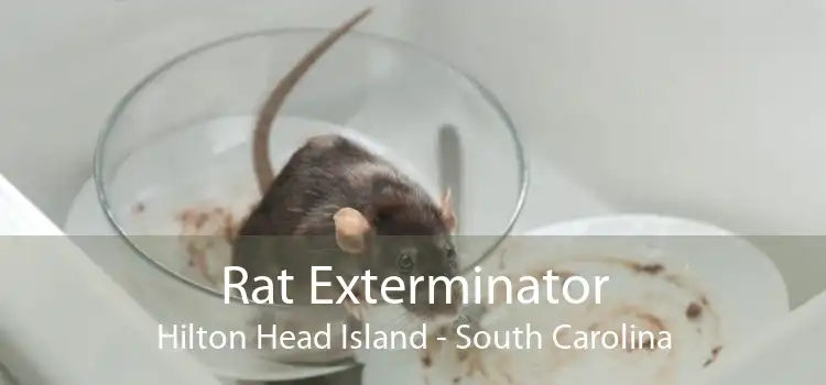 Rat Exterminator Hilton Head Island - South Carolina