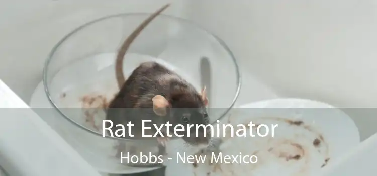 Rat Exterminator Hobbs - New Mexico