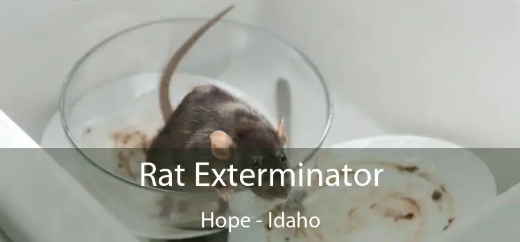 Rat Exterminator Hope - Idaho