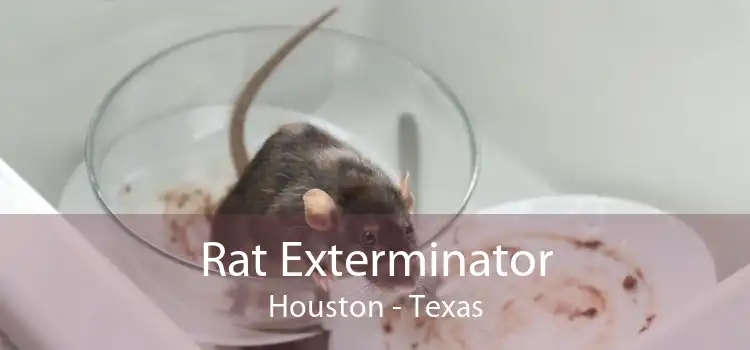 Rat Exterminator Houston - Texas