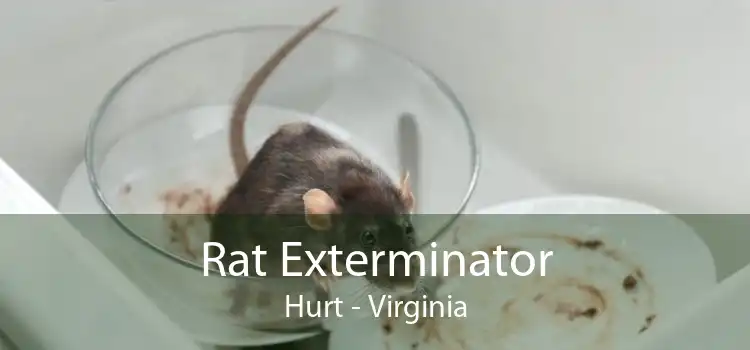 Rat Exterminator Hurt - Virginia