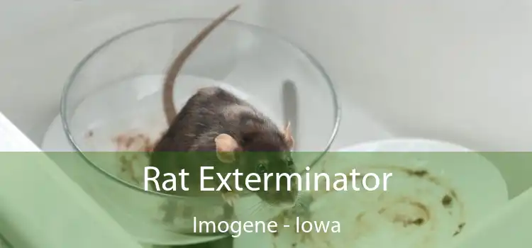 Rat Exterminator Imogene - Iowa