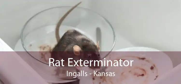 Rat Exterminator Ingalls - Kansas