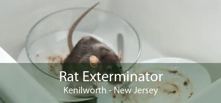 Rat Exterminator Kenilworth - New Jersey