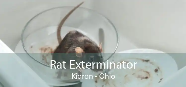 Rat Exterminator Kidron - Ohio