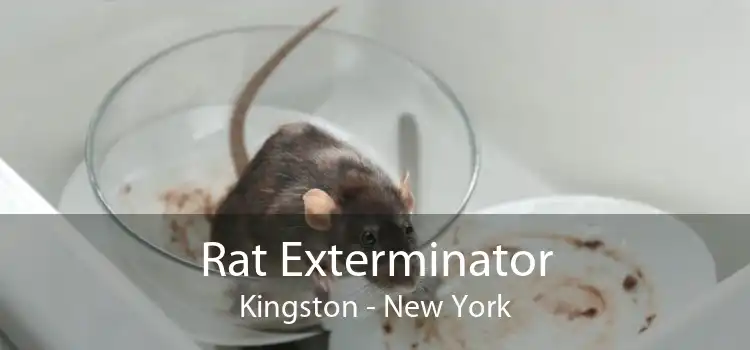 Rat Exterminator Kingston - New York