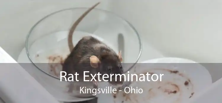 Rat Exterminator Kingsville - Ohio
