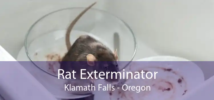 Rat Exterminator Klamath Falls - Oregon