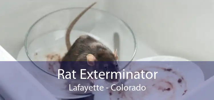 Rat Exterminator Lafayette - Colorado