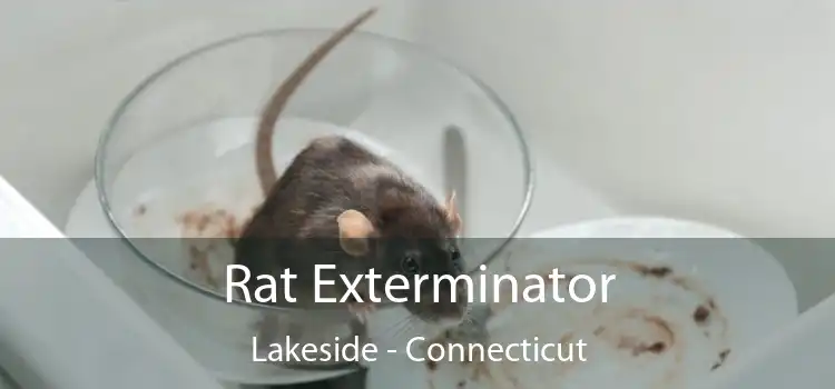 Rat Exterminator Lakeside - Connecticut