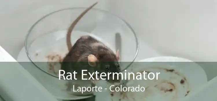 Rat Exterminator Laporte - Colorado