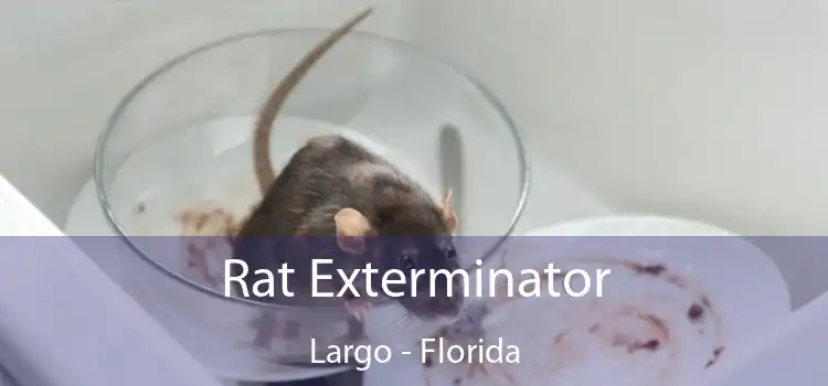 Rat Exterminator Largo - Florida