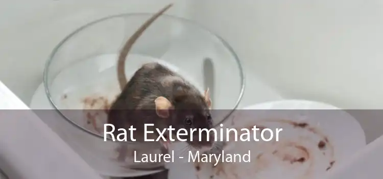 Rat Exterminator Laurel - Maryland