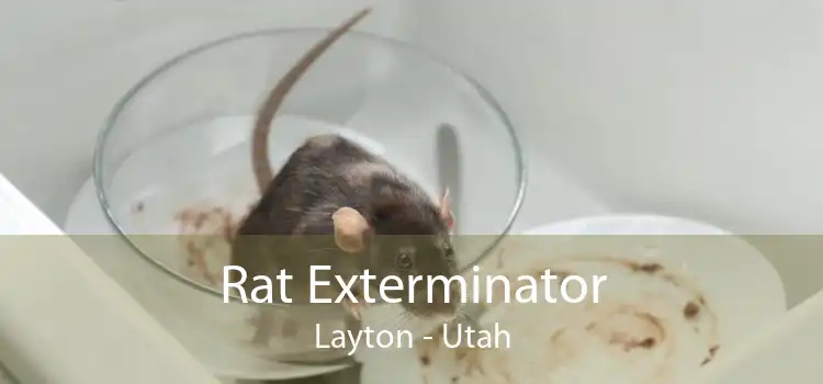 Rat Exterminator Layton - Utah