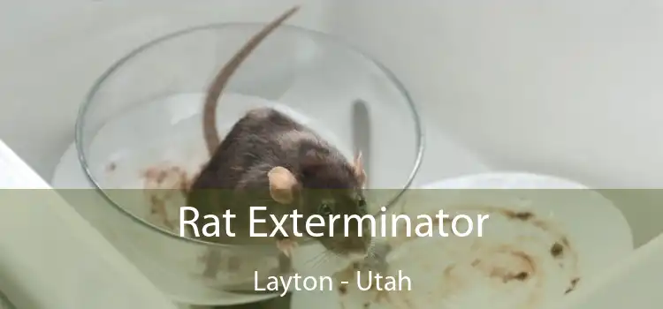 Rat Exterminator Layton - Utah