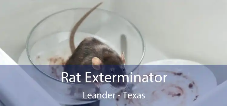 Rat Exterminator Leander - Texas