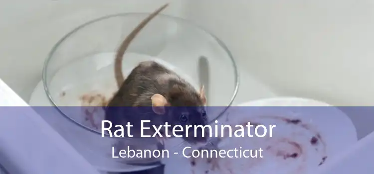 Rat Exterminator Lebanon - Connecticut