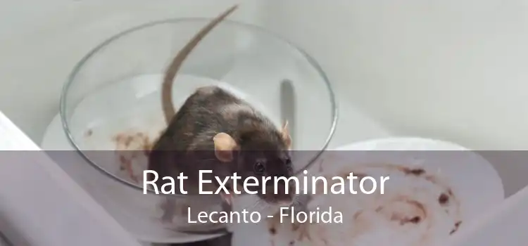 Rat Exterminator Lecanto - Florida