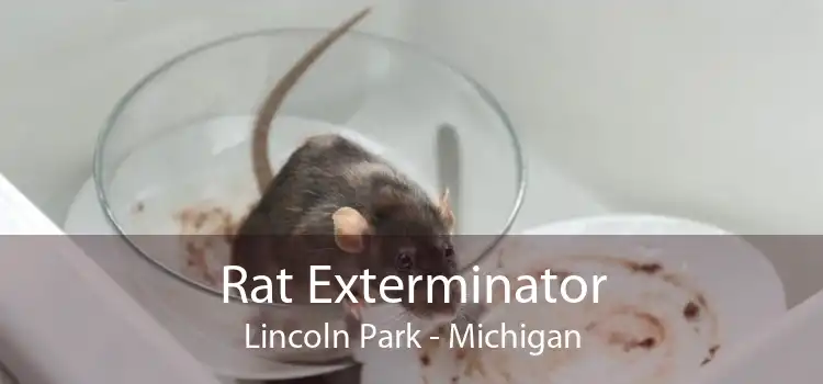 Rat Exterminator Lincoln Park - Michigan