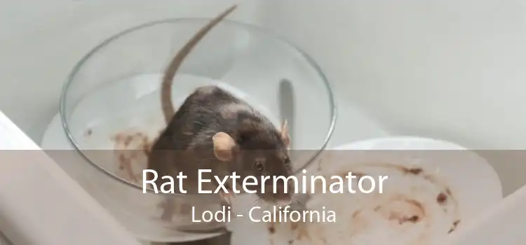 Rat Exterminator Lodi - California