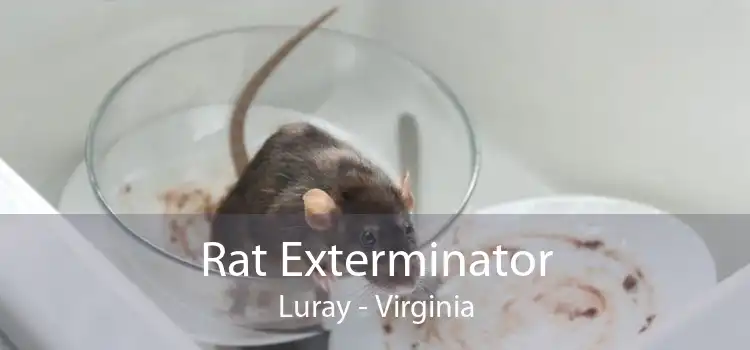 Rat Exterminator Luray - Virginia