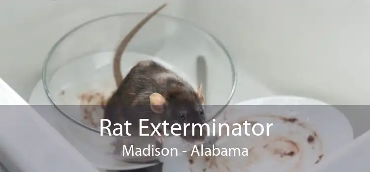 Rat Exterminator Madison - Alabama