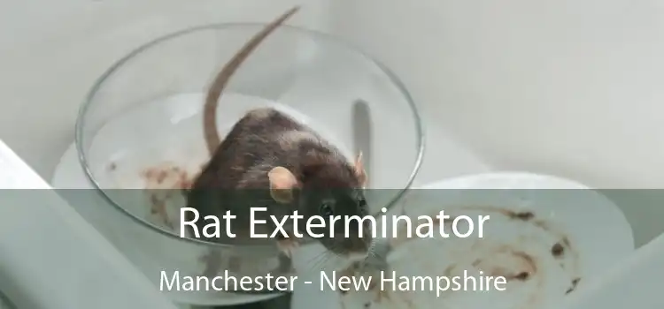 Rat Exterminator Manchester - New Hampshire