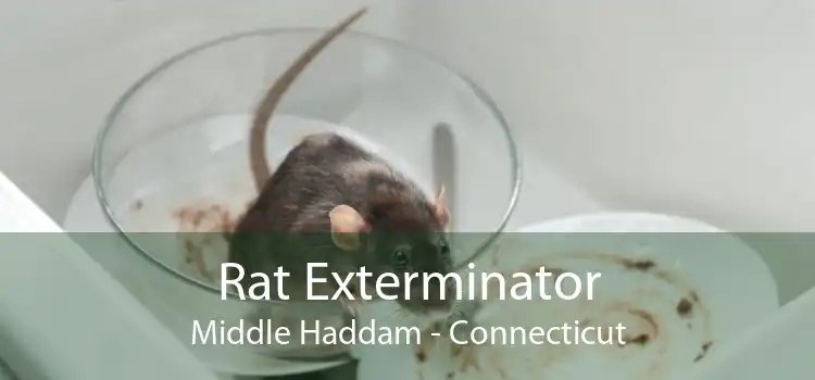 Rat Exterminator Middle Haddam - Connecticut