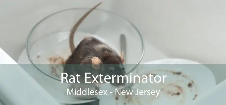 Rat Exterminator Middlesex - New Jersey