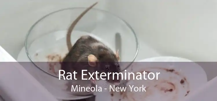Rat Exterminator Mineola - New York