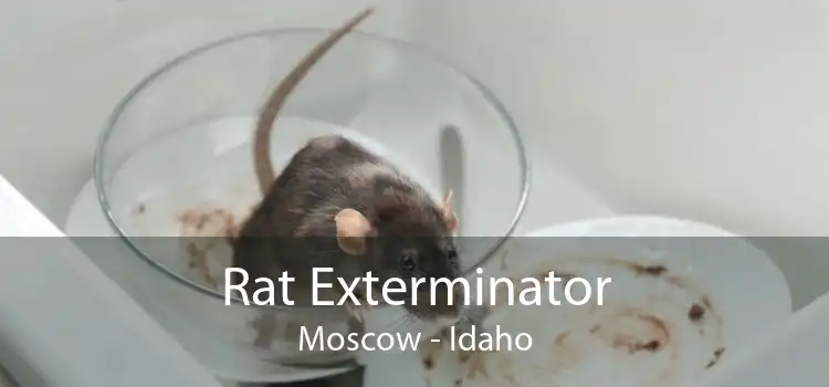 Rat Exterminator Moscow - Idaho